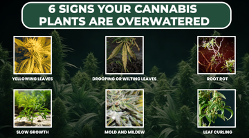 6 Signs Your Cannabis Plants Are Overwatered