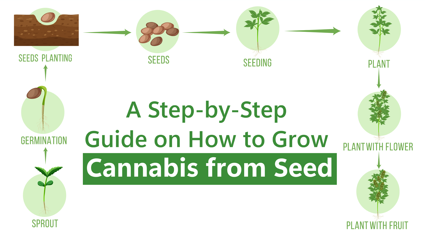 A StepbyStep Guide on How to Grow Cannabis from Seed