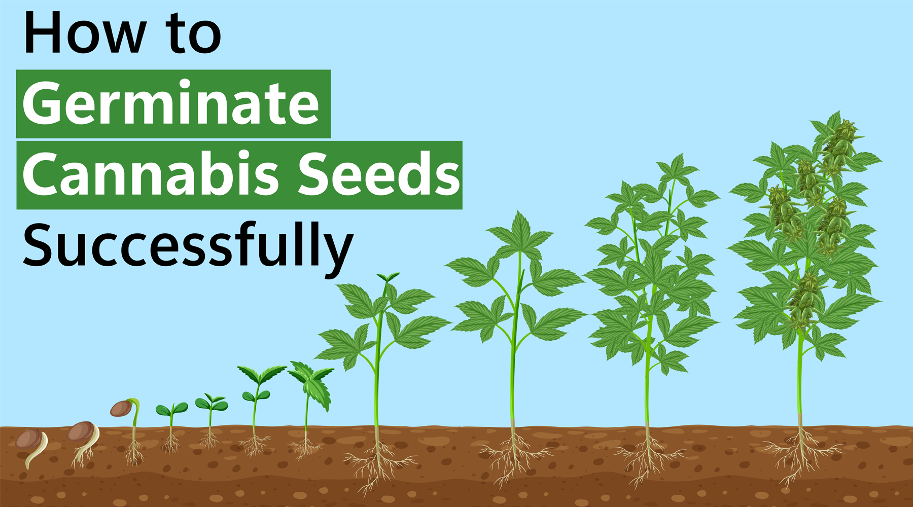 A Ultimate Guide On How To Germinate Cannabis Seeds Successfully 