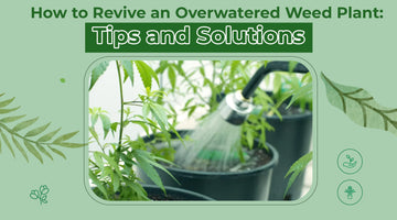 How to Revive an Overwatered Weed Plant: Tips and Solutions