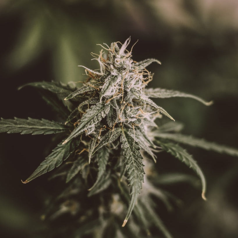 Buy Platinum Lemon Cherry Gelato Strain Seeds (feminized)
