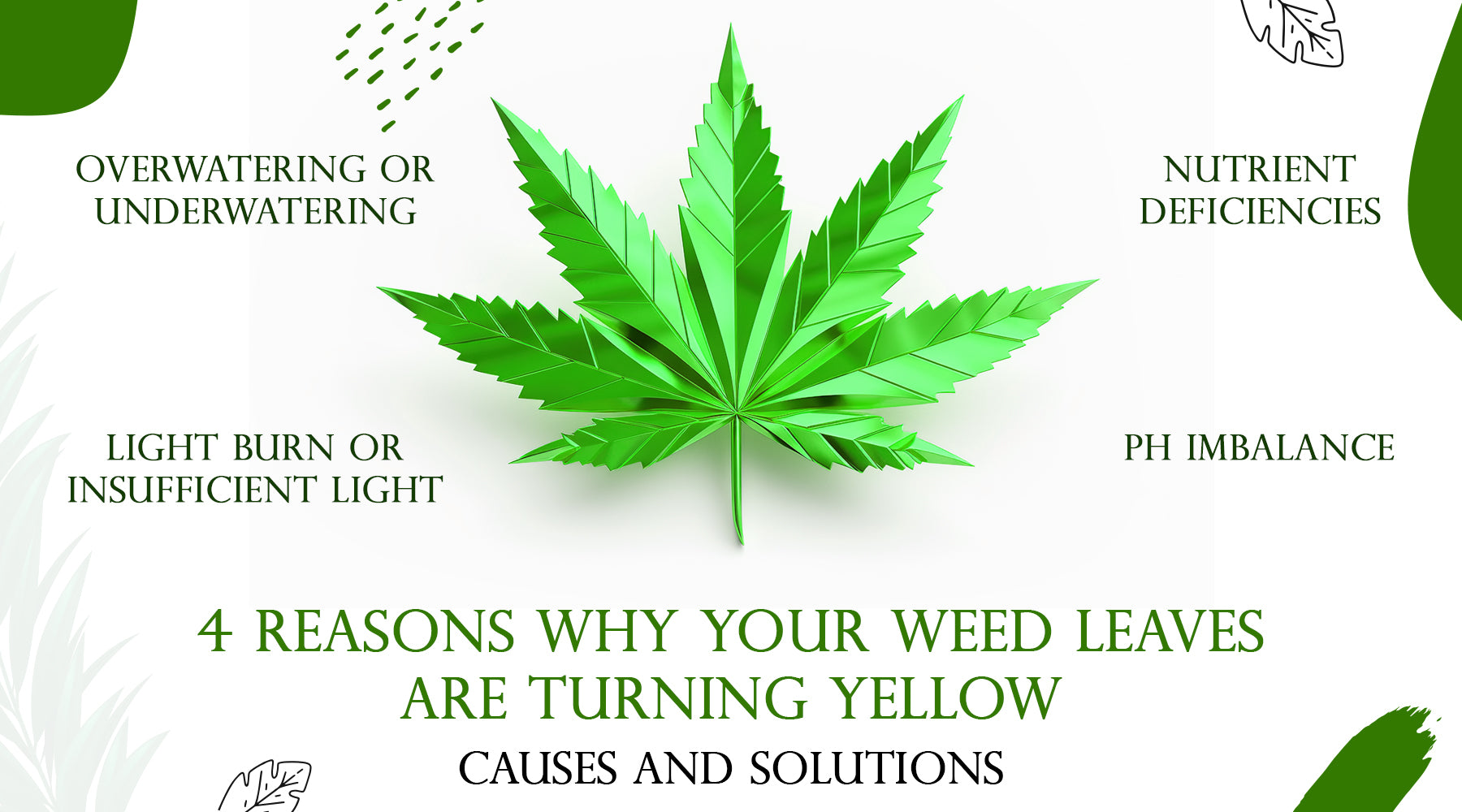 4 Reasons Why Your Weed Leaves Are Turning Yellow Causes and Solutions