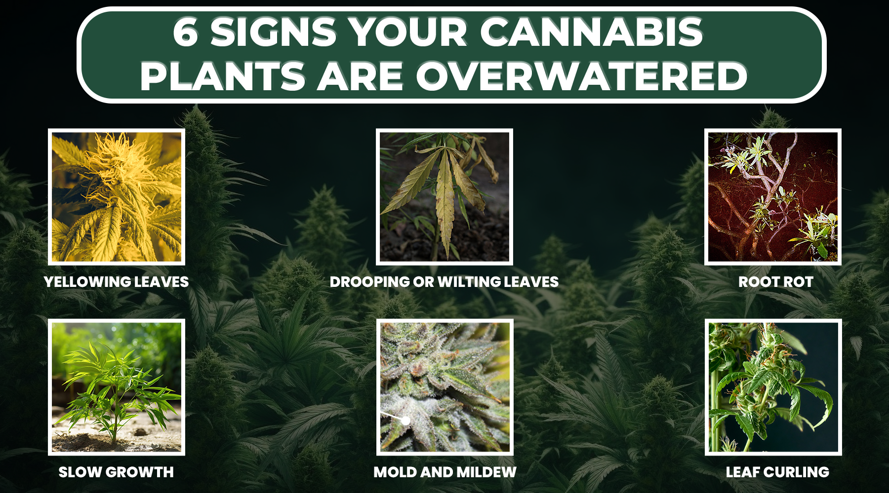 6 Signs Your Cannabis Plants Are Overwatered