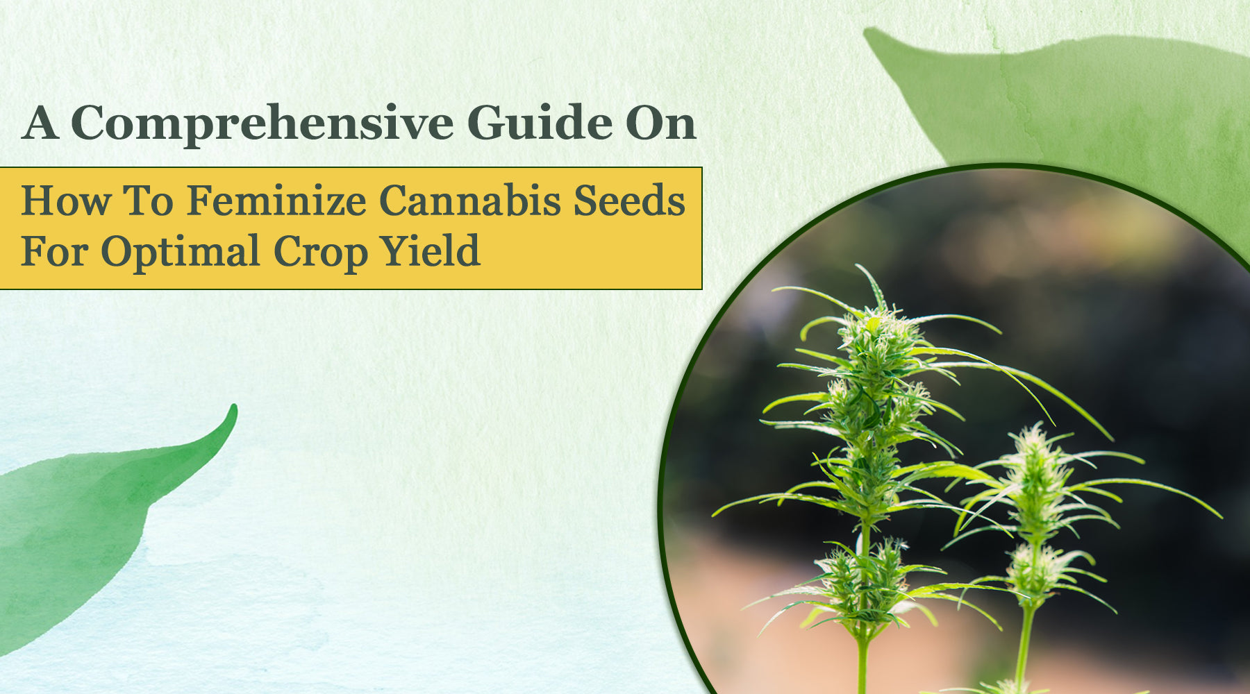 A Comprehensive Guide on How to Feminize Cannabis Seeds for Optimal Crop Yield