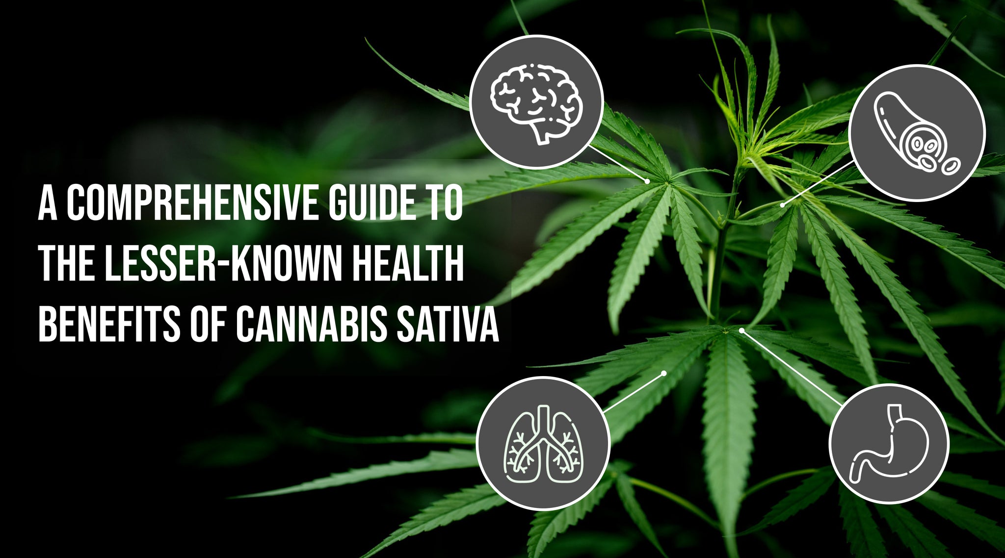 A Comprehensive Guide to the Lesser-Known Health Benefits of Cannabis Sativa