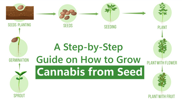 A Step-by-Step Guide on How to Grow Cannabis from Seed