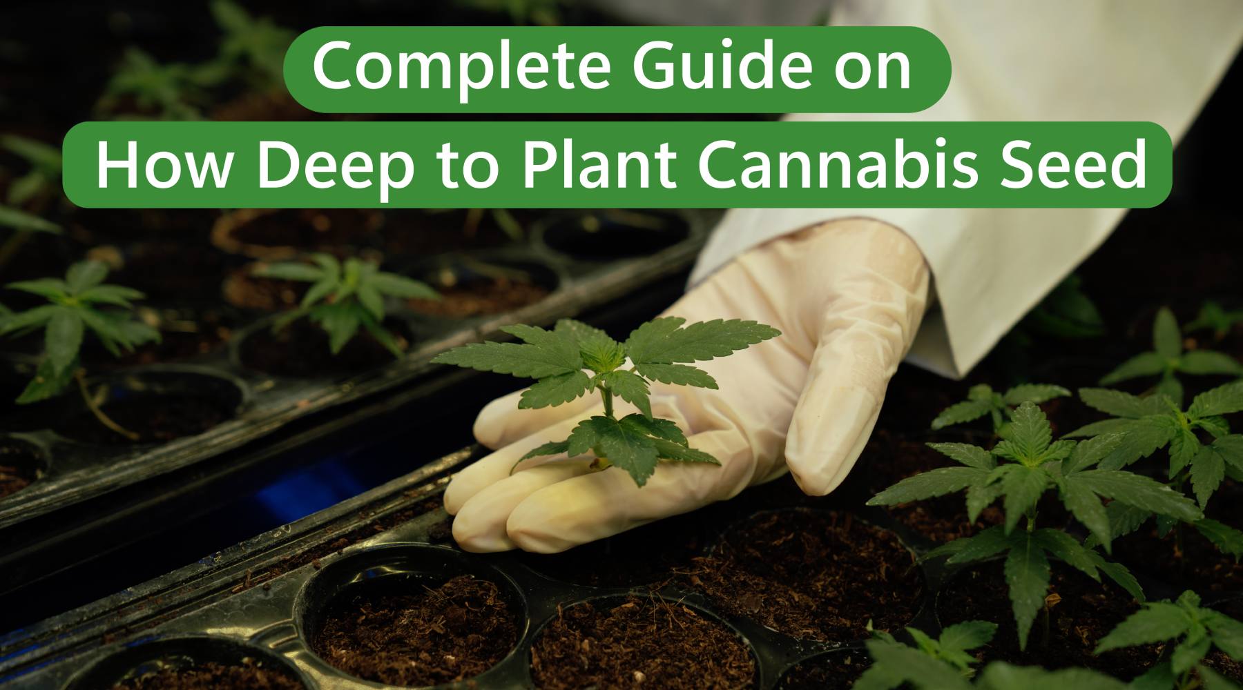 Complete Guide on How Deep to Plant Cannabis Seed