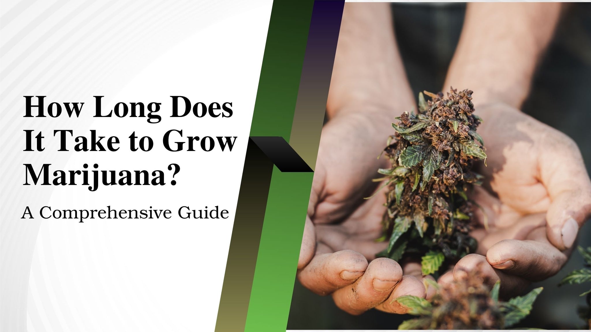 How Long Does It Take to Grow Marijuana A Comprehensive Guide