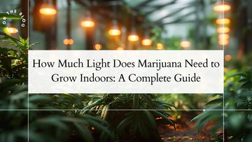 How Much Light Does Marijuana Need to Grow Indoors: A Complete Guide