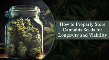 How to Properly Store Cannabis Seeds for Longevity and Viability 