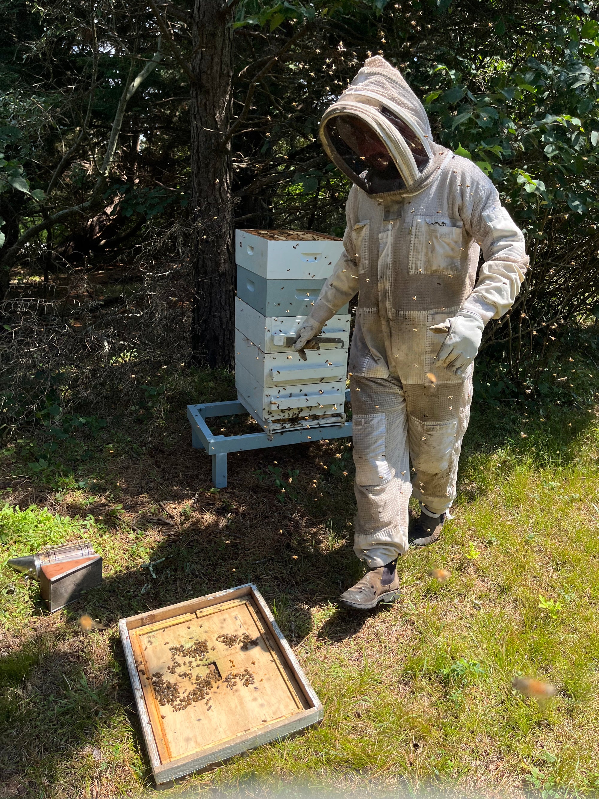 Bees and Organic Cannabis Crops