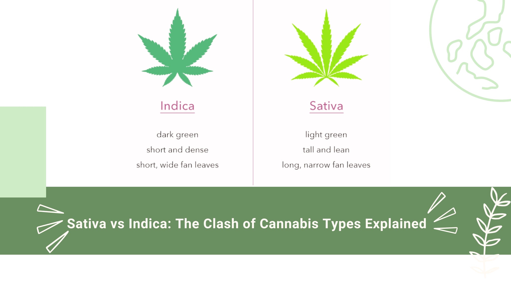 Sativa vs Indica: The Clash of Cannabis Types Explained