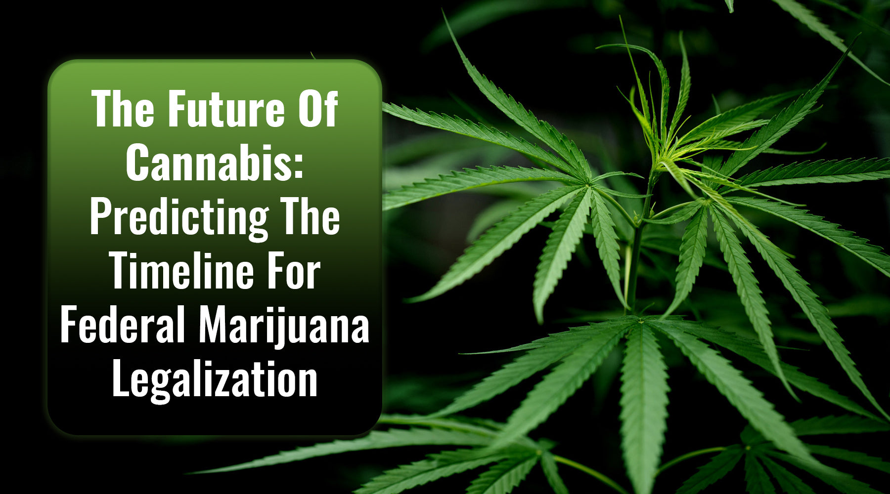 The Future of Cannabis: Predicting the Timeline for Federal Marijuana Legalization