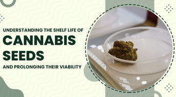 Understanding the Shelf Life of Cannabis Seeds and Prolonging their Viability