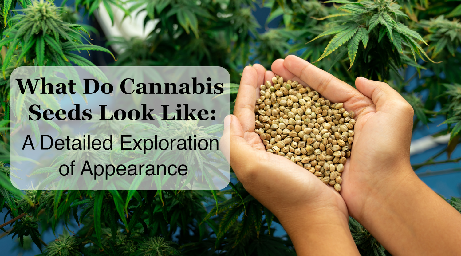 What Do Cannabis Seeds Look Like