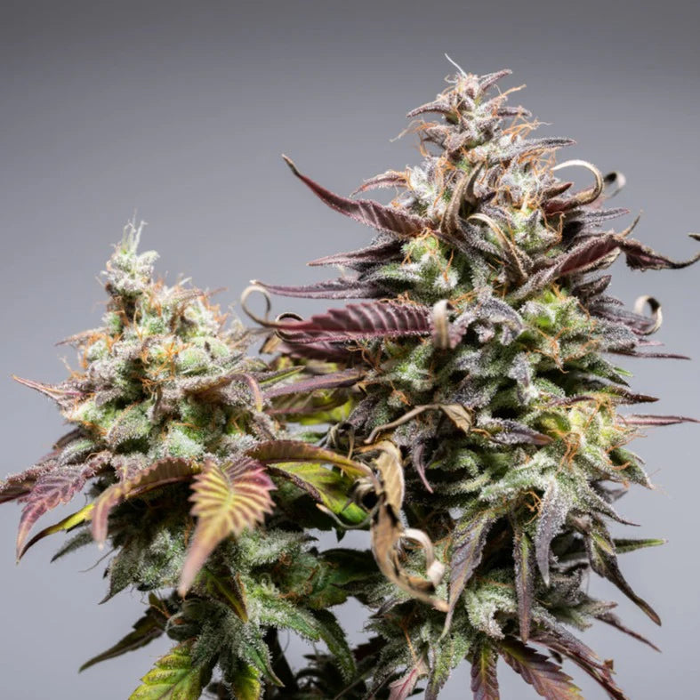 Gorilla Glue Cannabis Strain Seeds