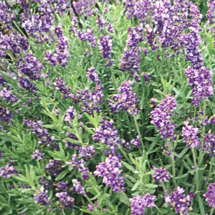 Lavender Flower Seeds