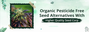 Organic Pesticide Free Seed Alternatives with HQSC