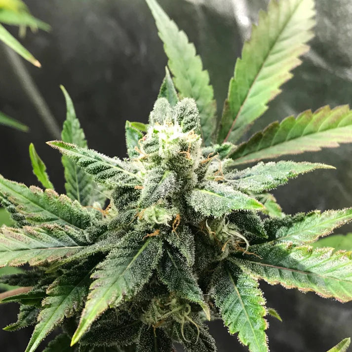 Premium Quality Swiss watch strain feminized seeds Online