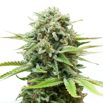 White Widow Cannabis Seeds