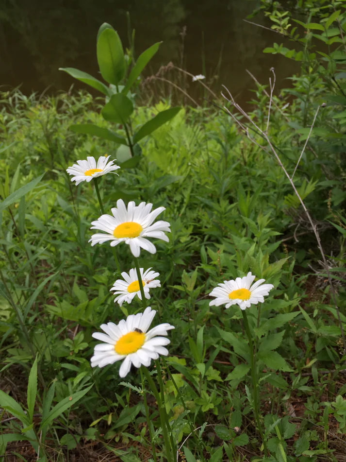 Wildflower Seeds