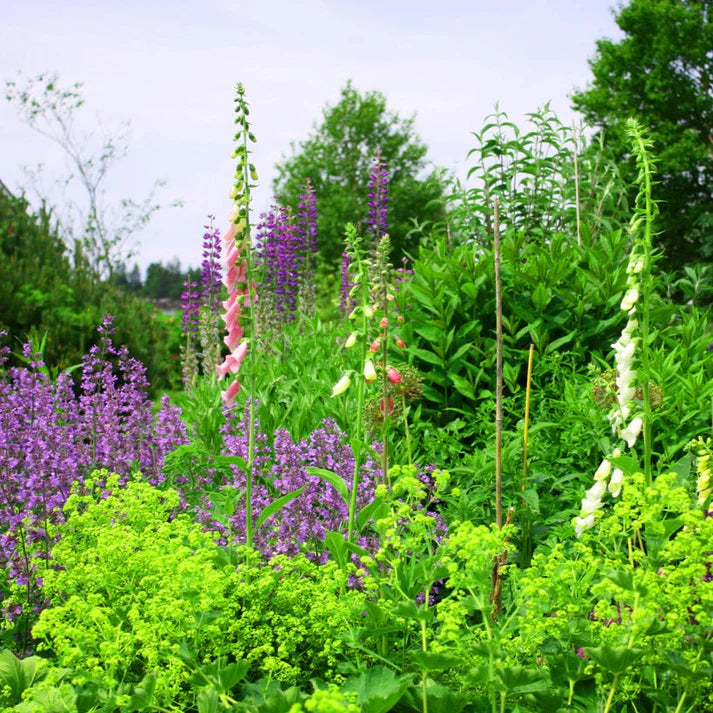 Wildflower Seeds