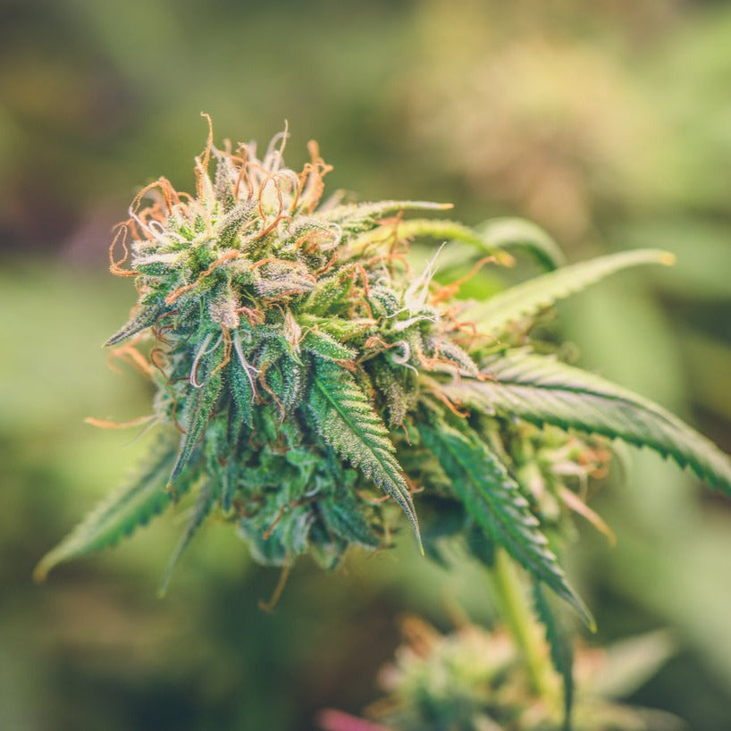 Buy Now Black Cherry Gelato Feminized Strain Seeds online