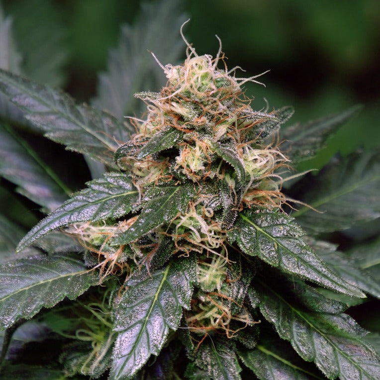 Shop Blueberry Feminized Cannabis Seeds online