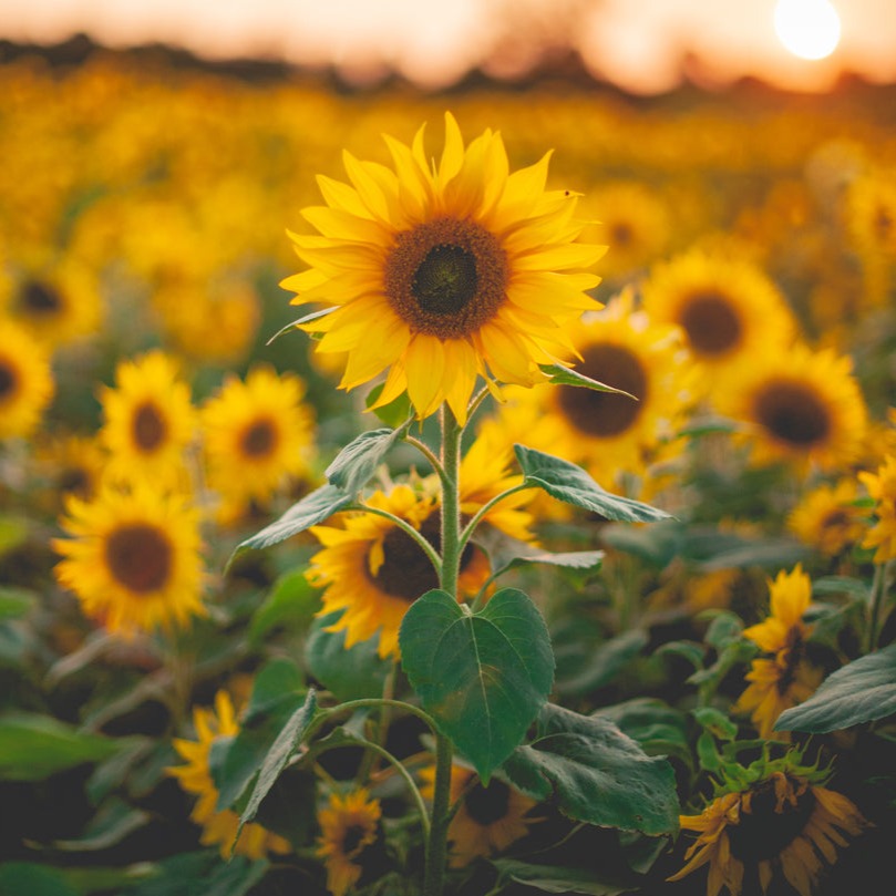 Sunflower Seeds